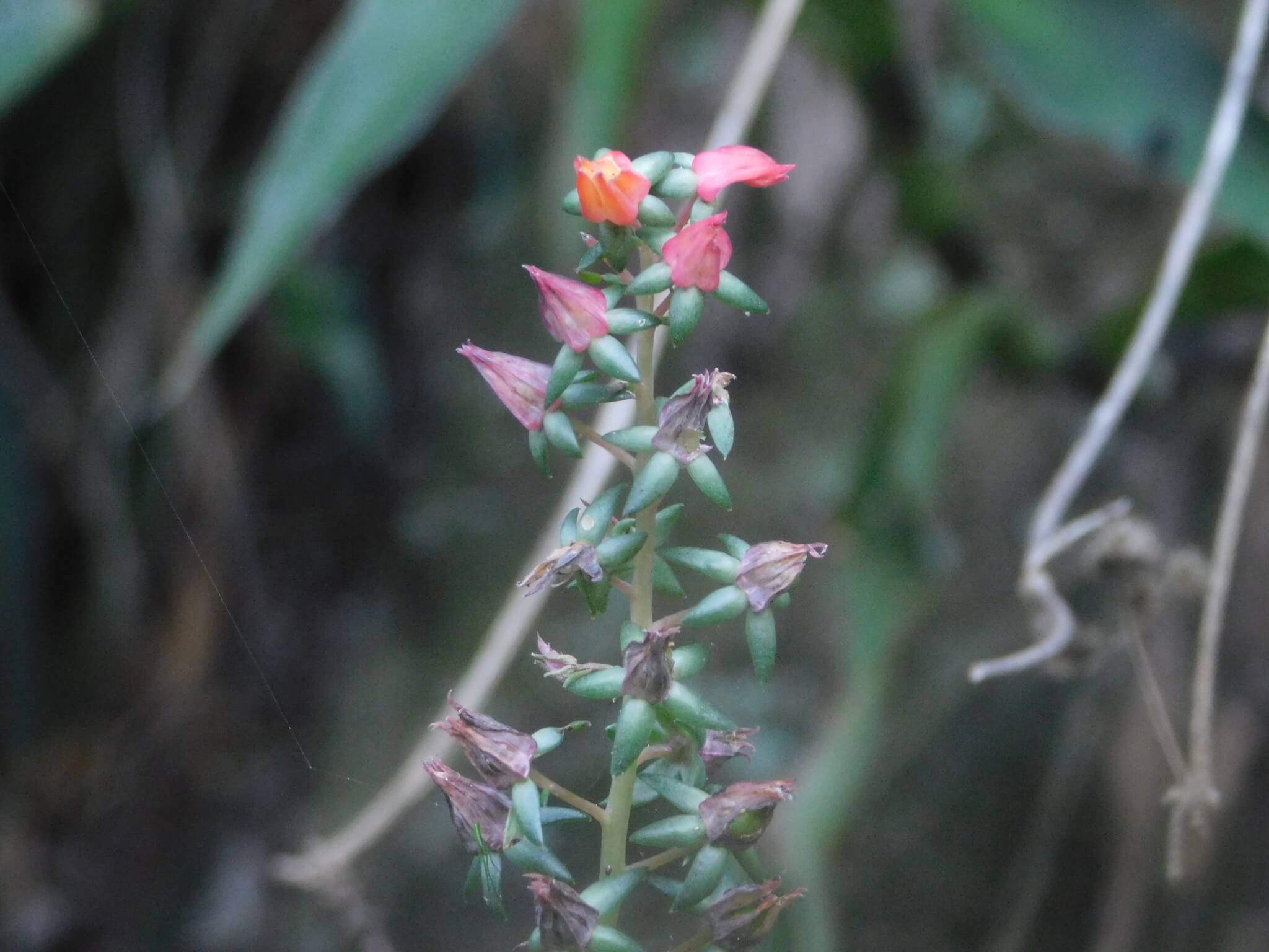 Echeveria canaliculata